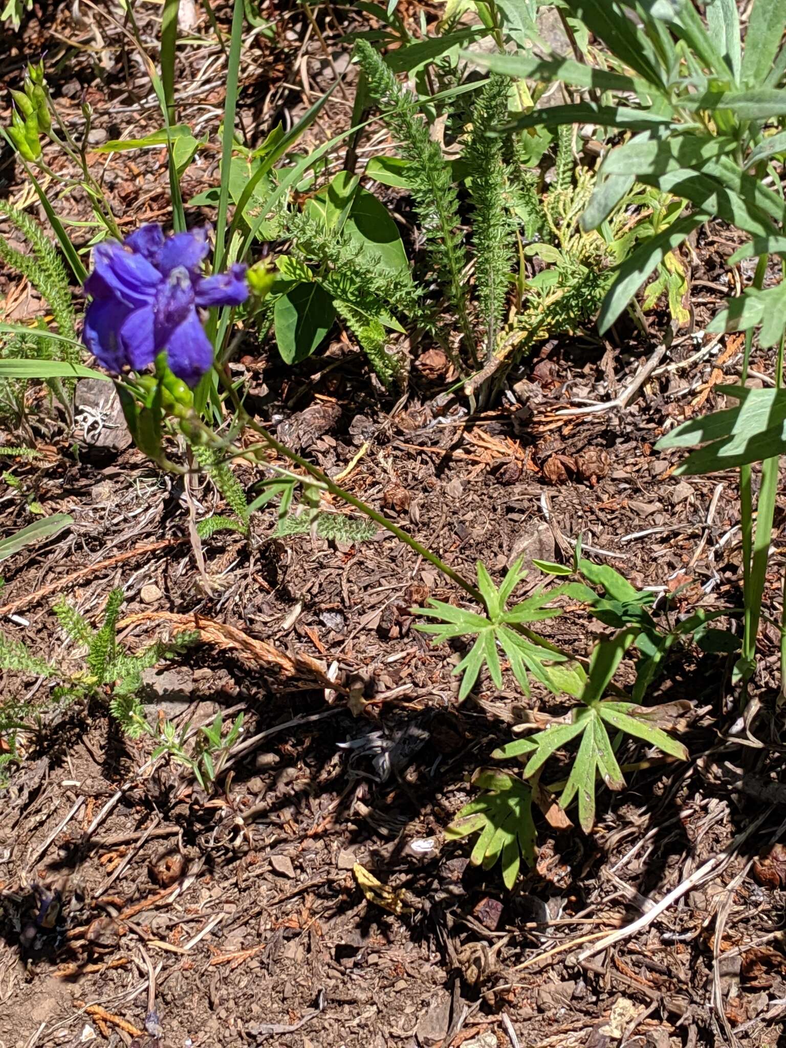 Plancia ëd Delphinium glareosum Greene