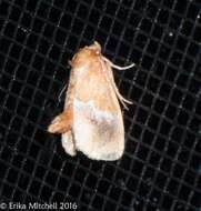 Image of Yellow-shouldered Slug Moth