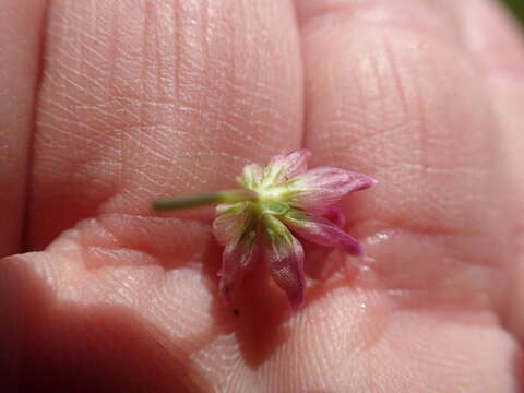 Image of Saline Clover