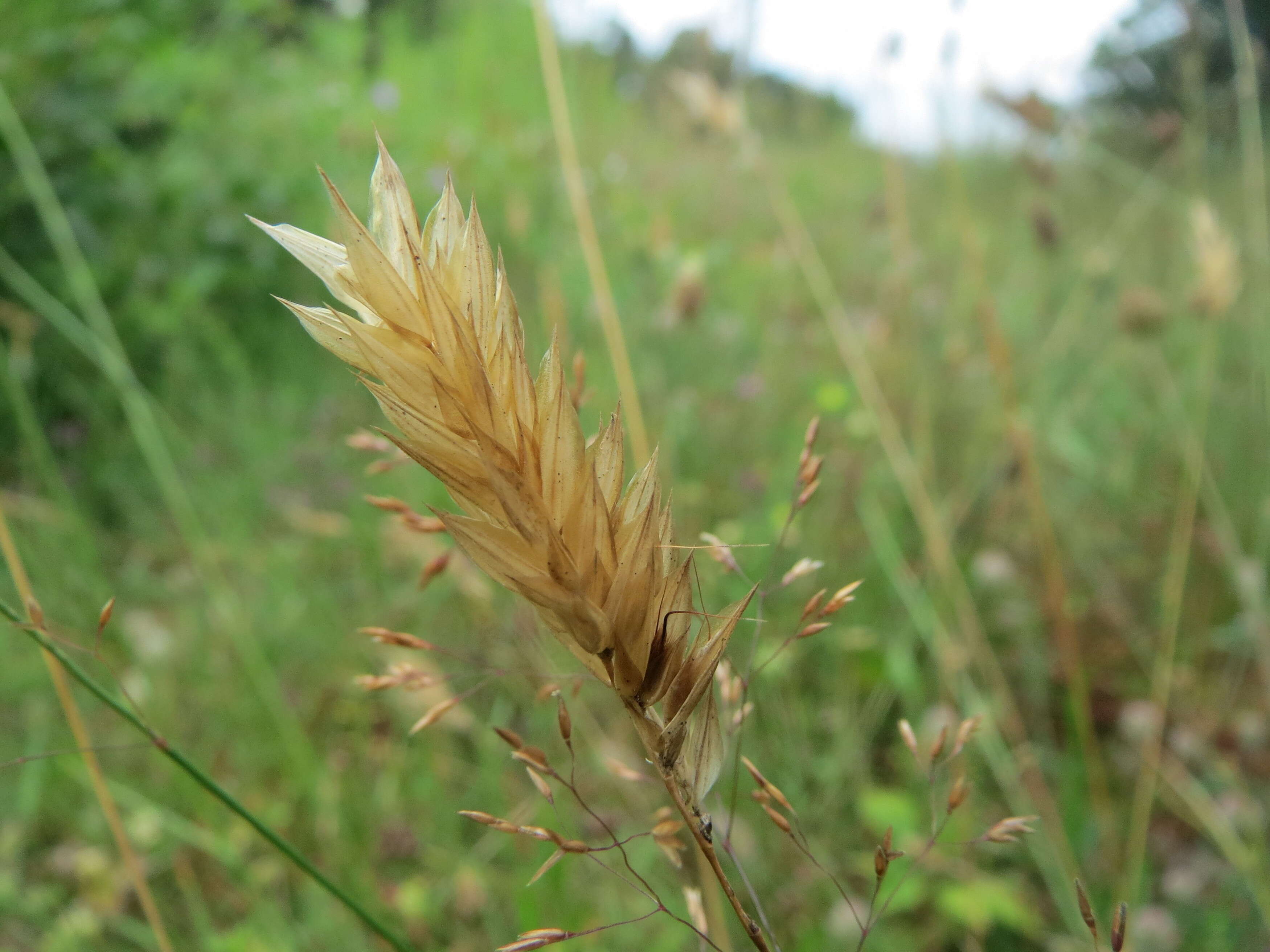 Imagem de Anthoxanthum odoratum L.