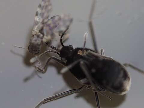 Image of coral bugs