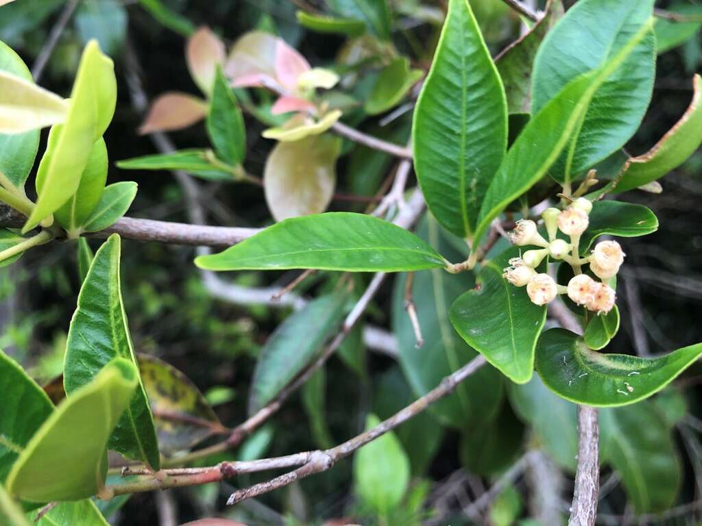 Image of Syzygium crebrinerve (C. T. White) L. A. S. Johnson