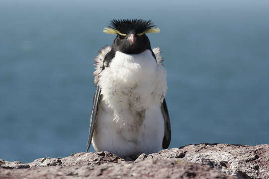 Image of Rockhopper Penguin