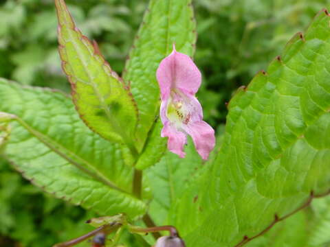 Image of Impatiens chungtienensis Y. L. Chen