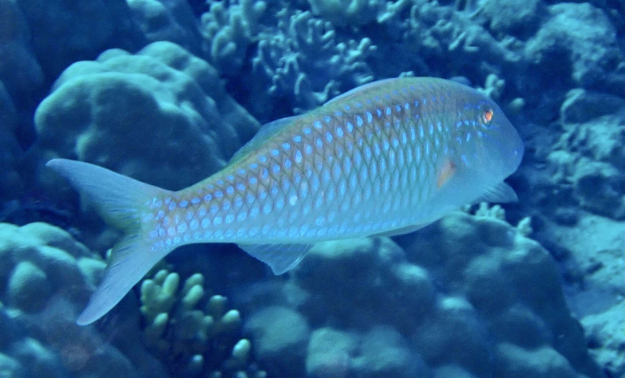 Image of Cinnabar goatfish