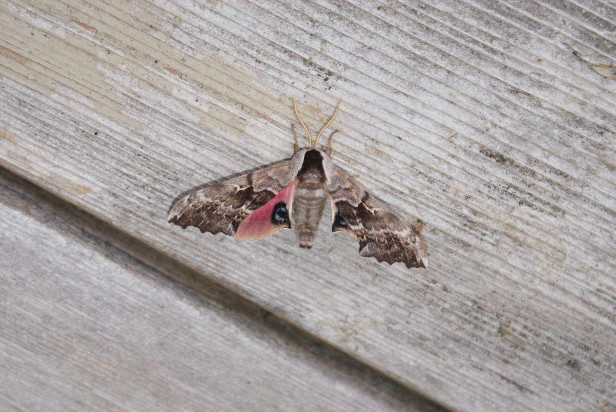 Image of One-eyed Sphinx, Eyed Hawk-moth