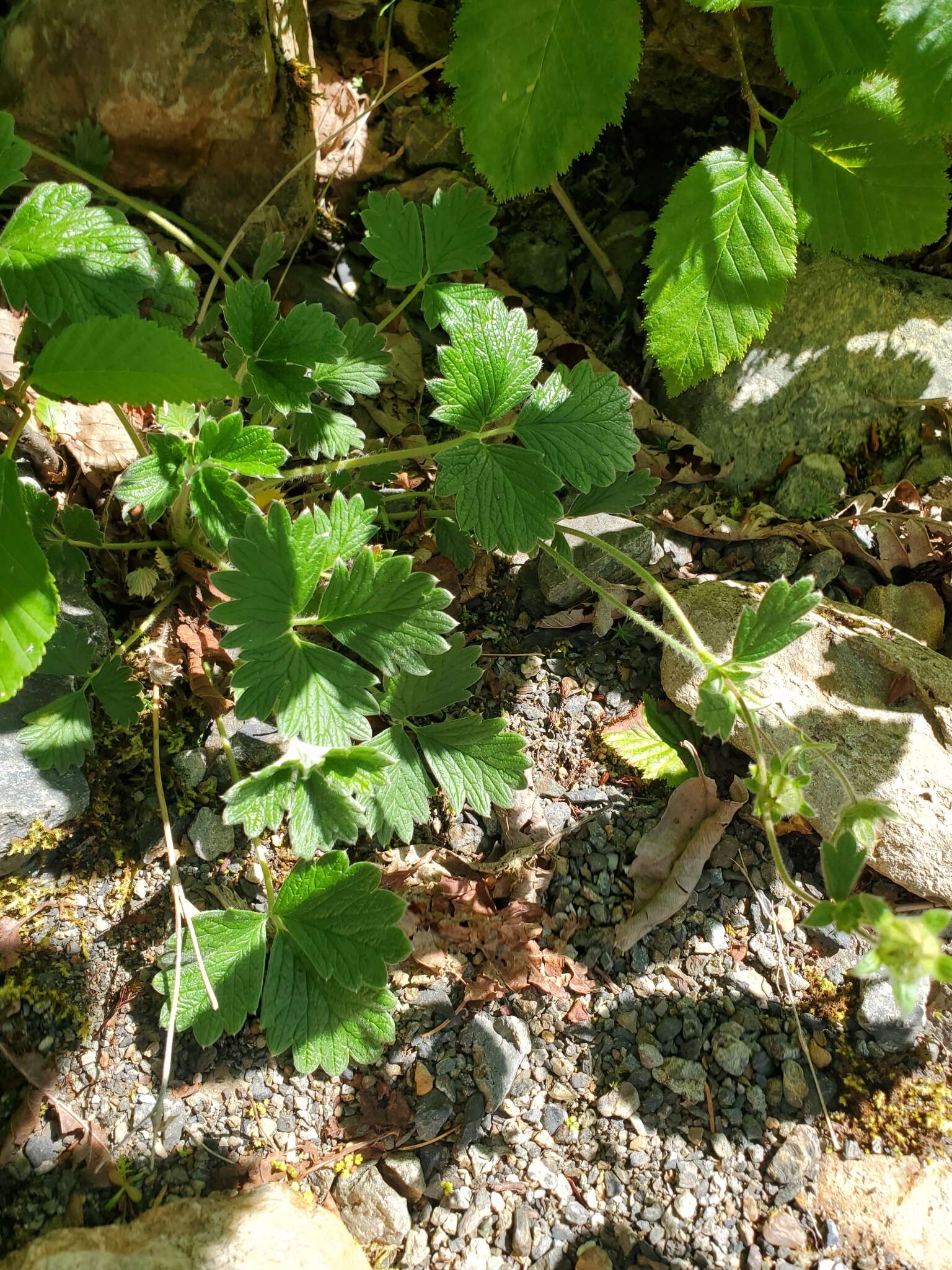 Слика од Potentilla villosula B. A. Jurtzev