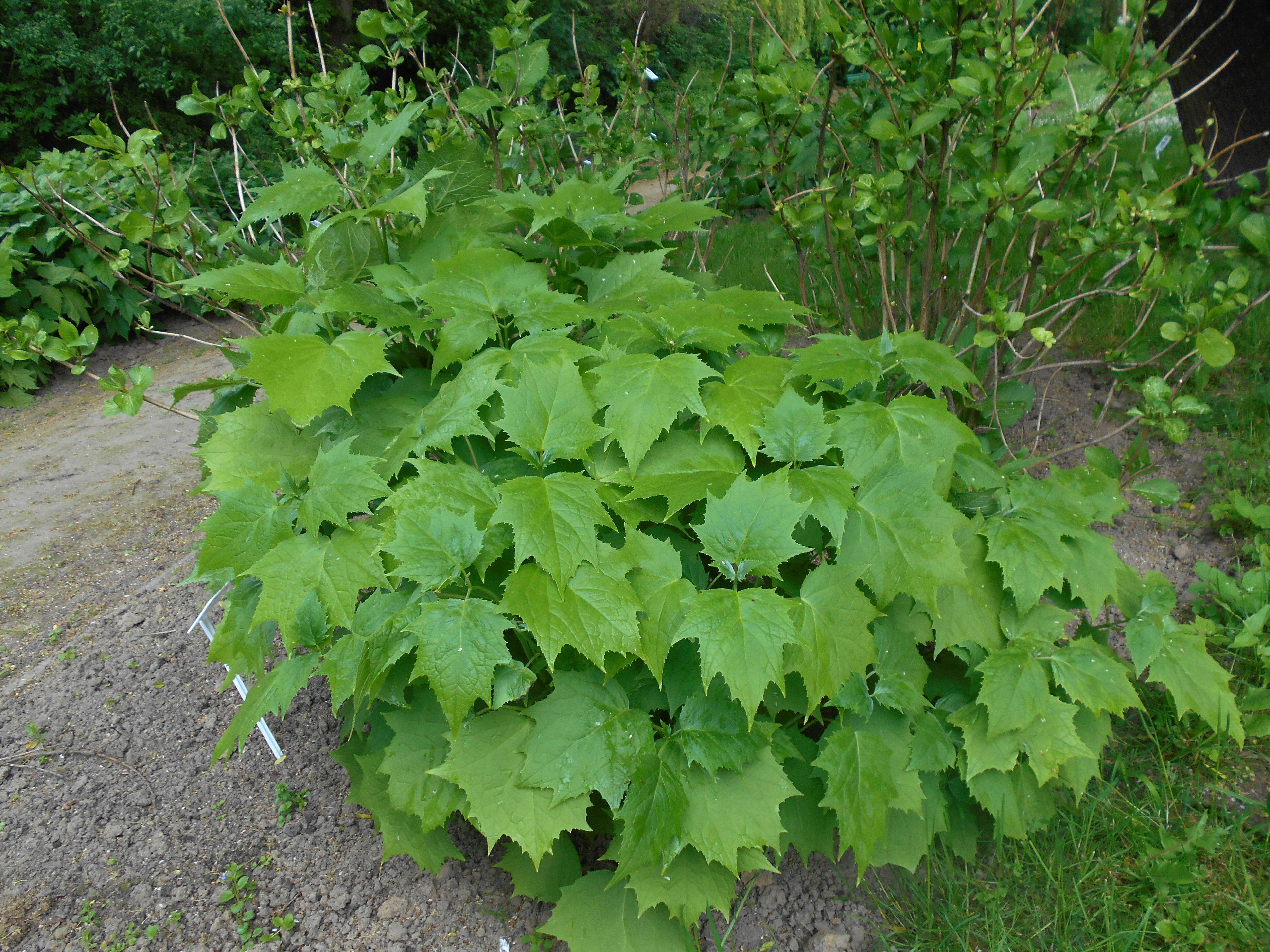 Image of Kirengeshoma palmata Yatabe