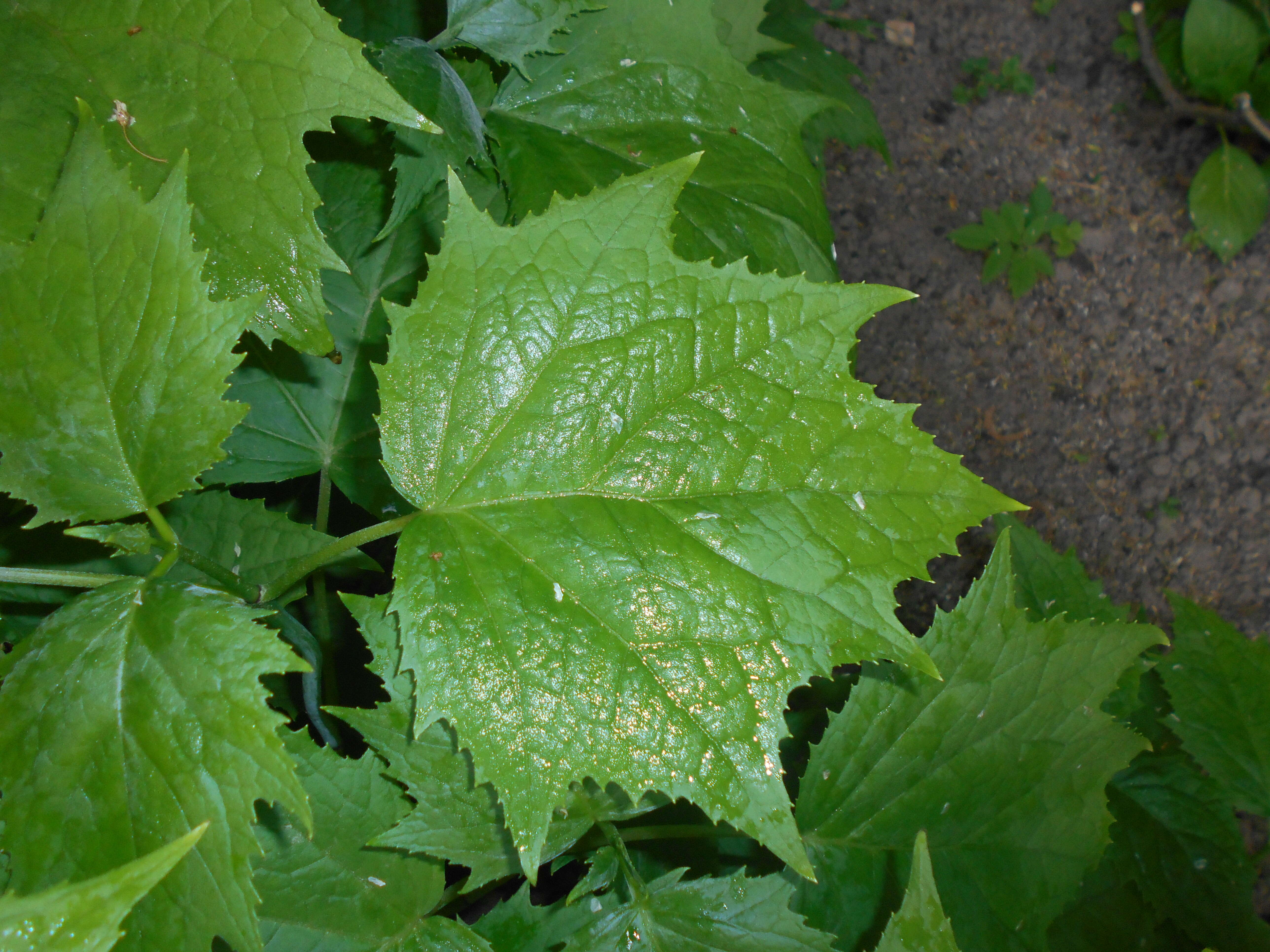 Image of Kirengeshoma palmata Yatabe