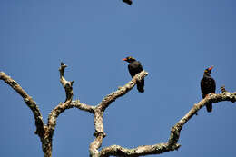 Image of Southern Hill Myna