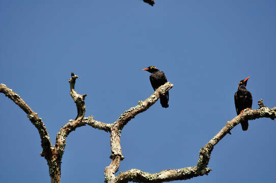 Image of Southern Hill Myna