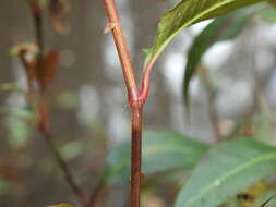 Image de Persicaria dichotoma (Bl.) S. K. Dixit, B. Datt & G. P. Roy