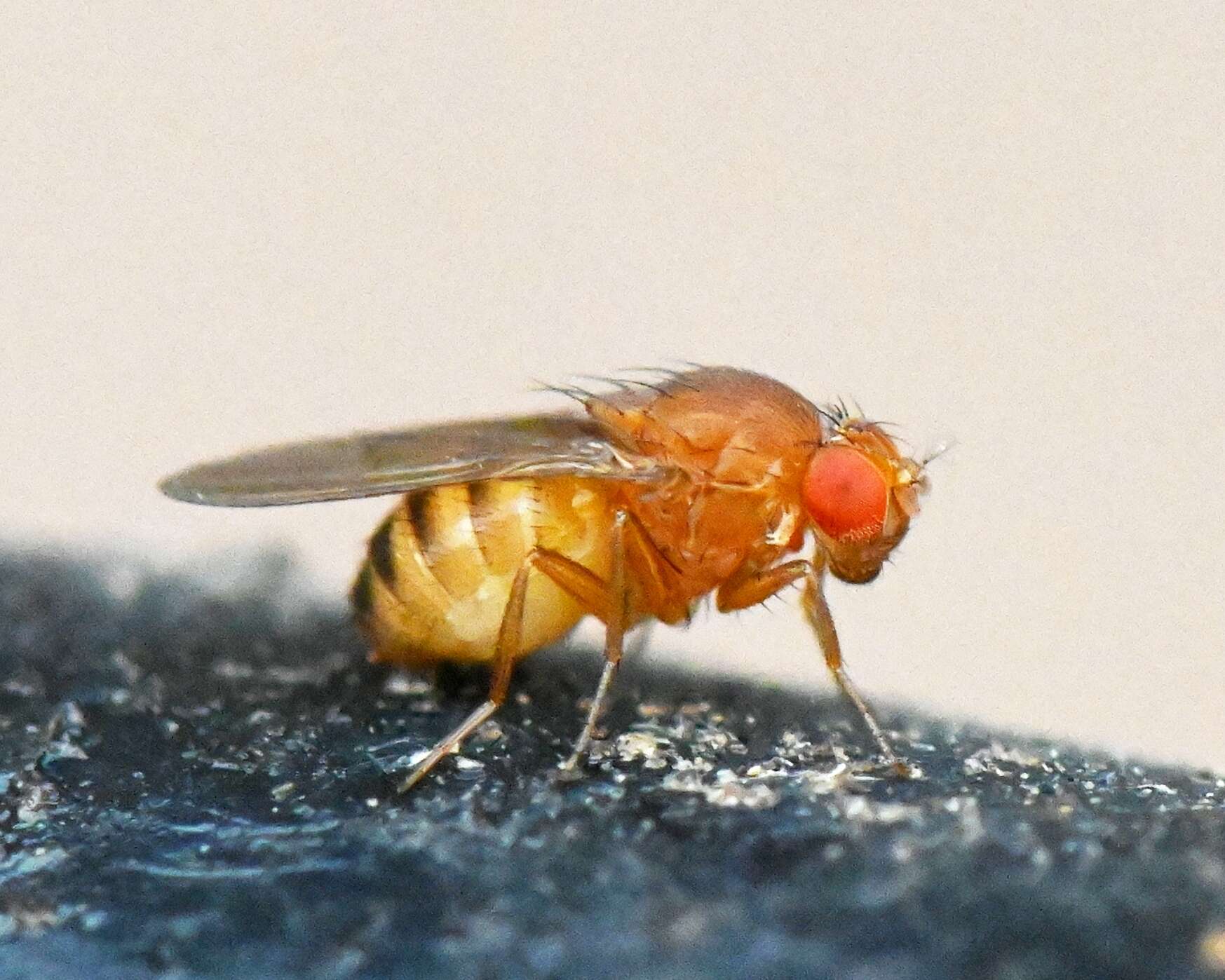 Imagem de Drosophila immigrans Sturtevant 1921