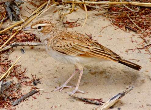 Image of Fawn-colored Lark