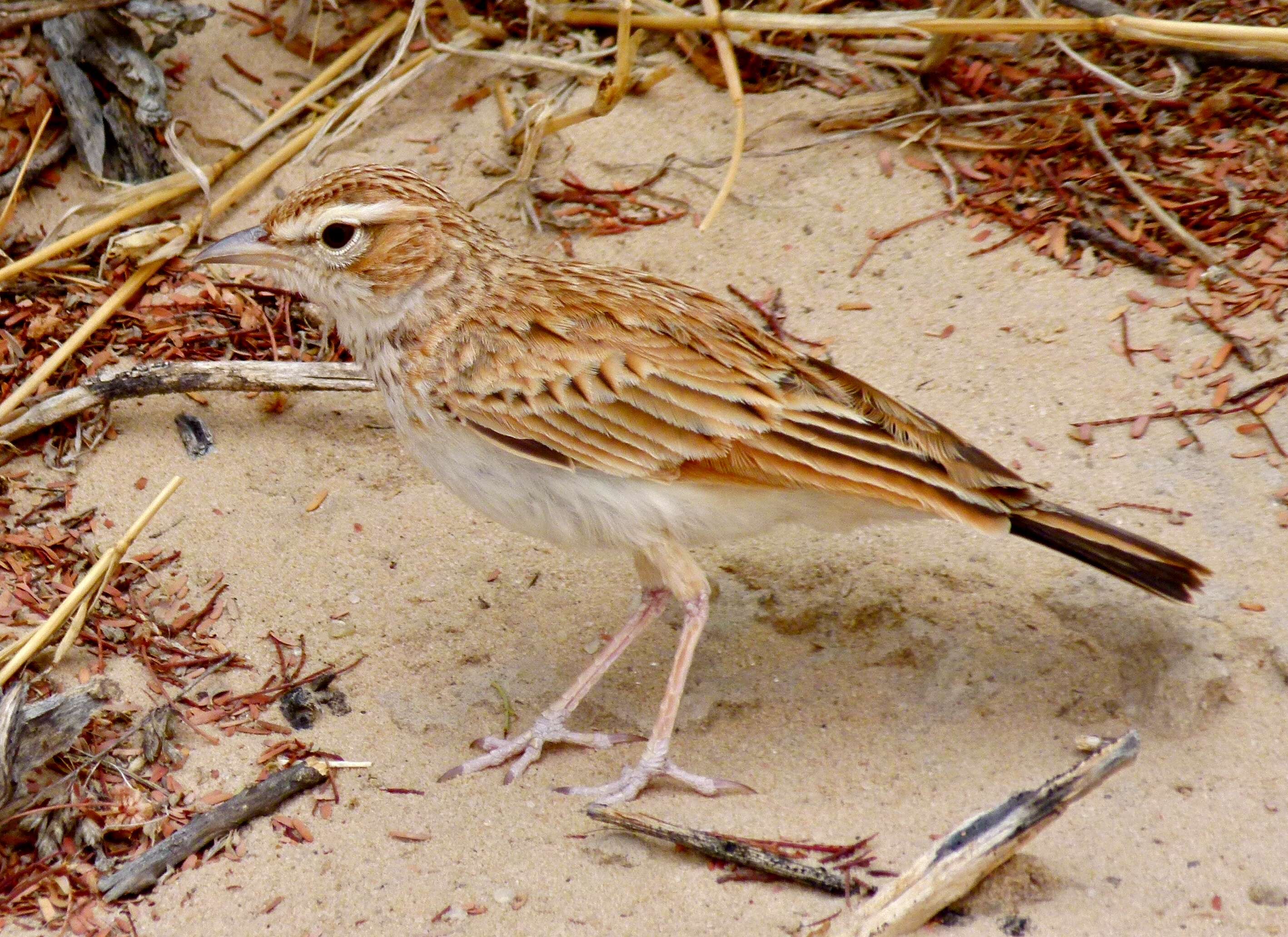 Image of Fawn-colored Lark