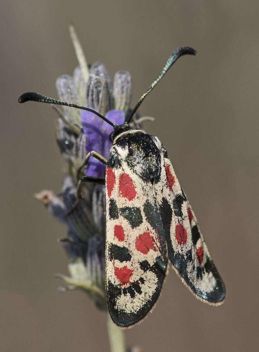 Plancia ëd Zygaena occitanica Villers 1789