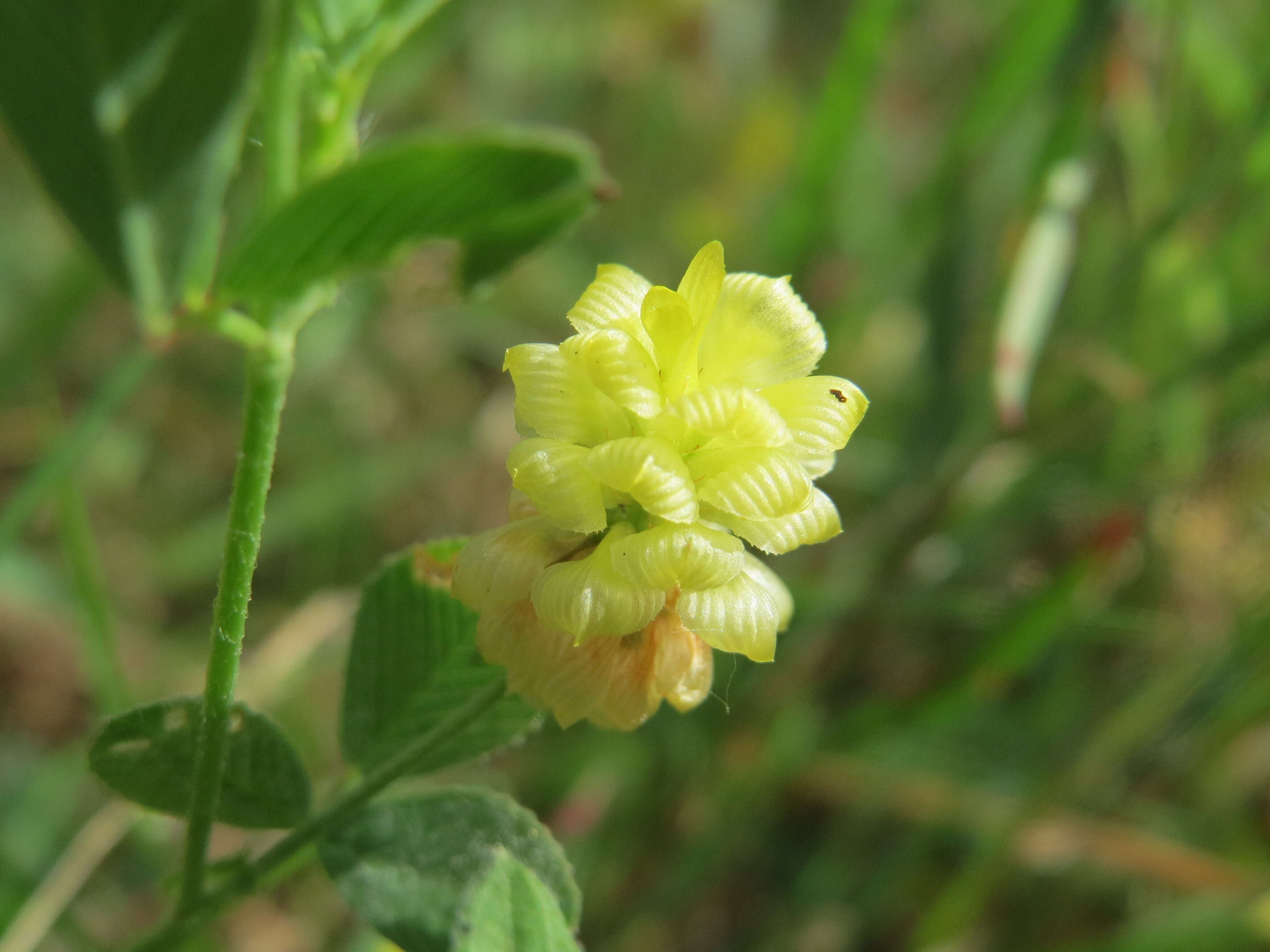 Image of field clover