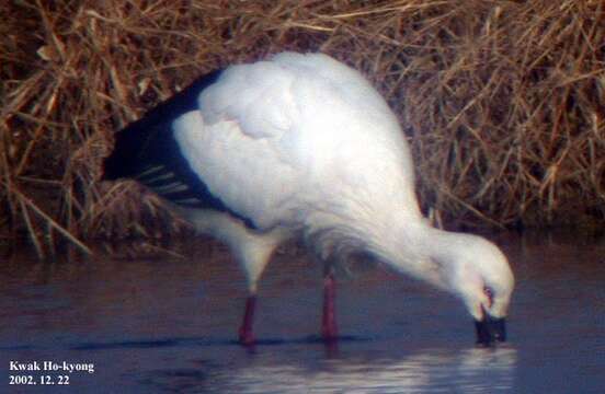 Image of Japanese White Stork