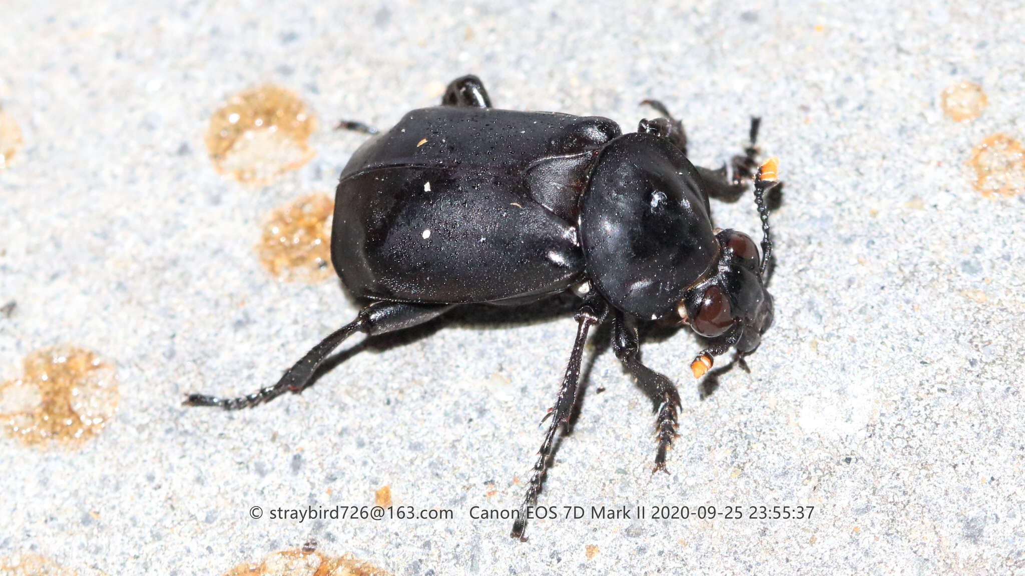 Image of Nicrophorus (Nicrophorus) concolor (Kraatz 1877)