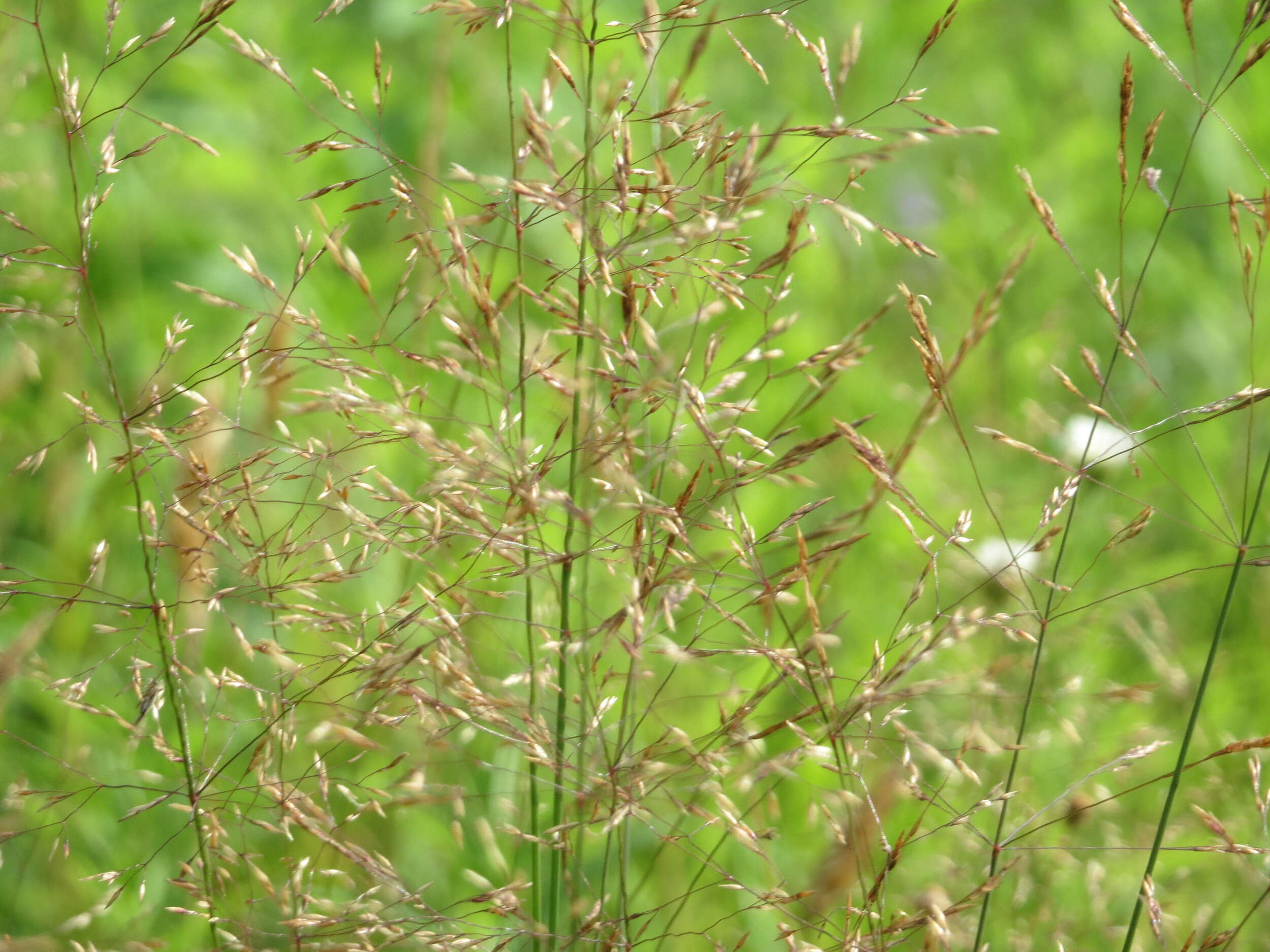 Image de Agrostis commun