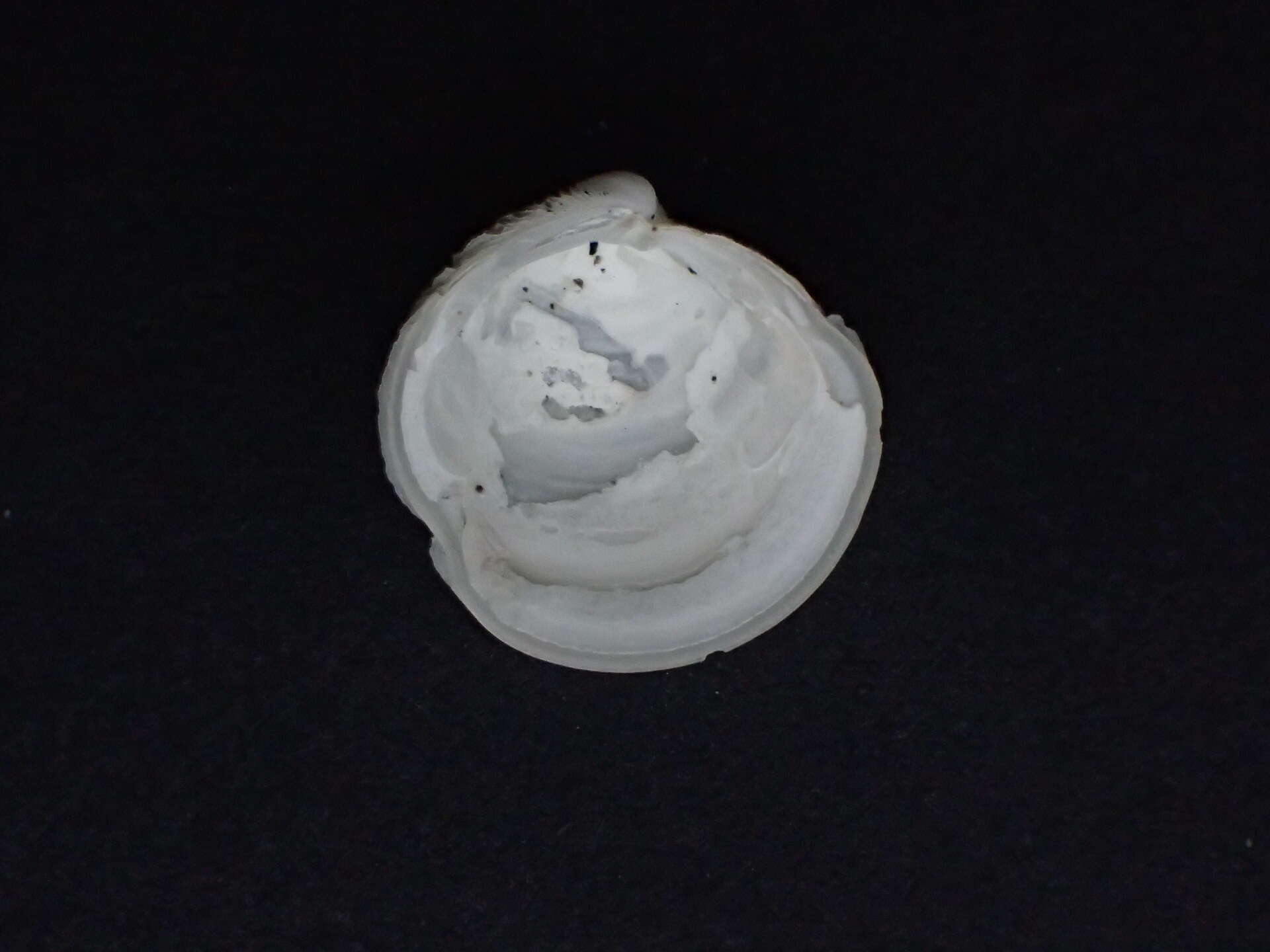 Image of Pleurolucina hendersoni (Britton 1972)