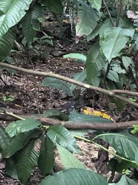 Image of Ashy Thrush