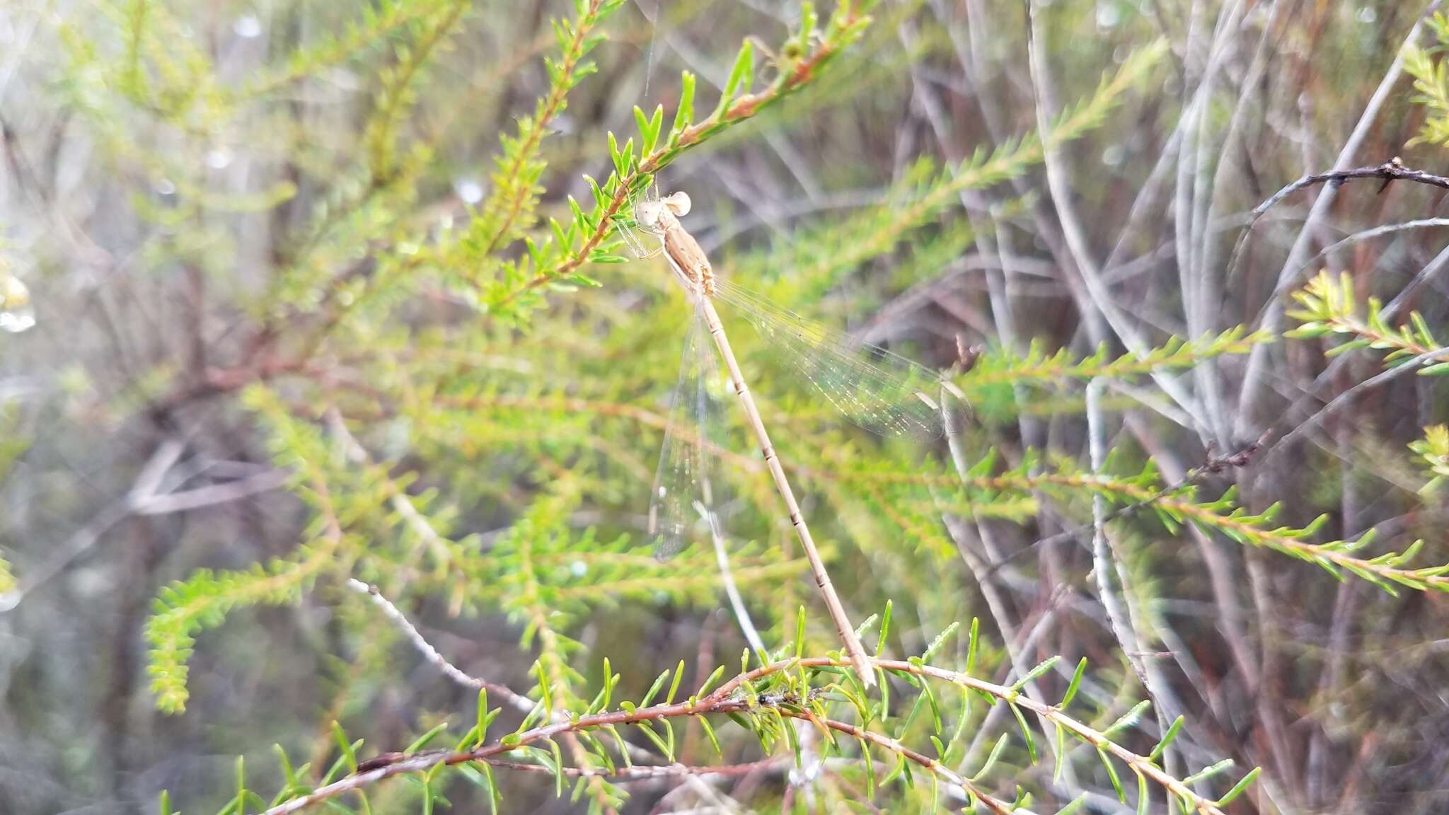 Image of Lestes ochraceus Selys 1862