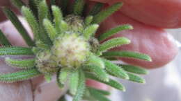 Image of Arrowsmithia corymbosa (M. D. Hend.) N. G. Bergh