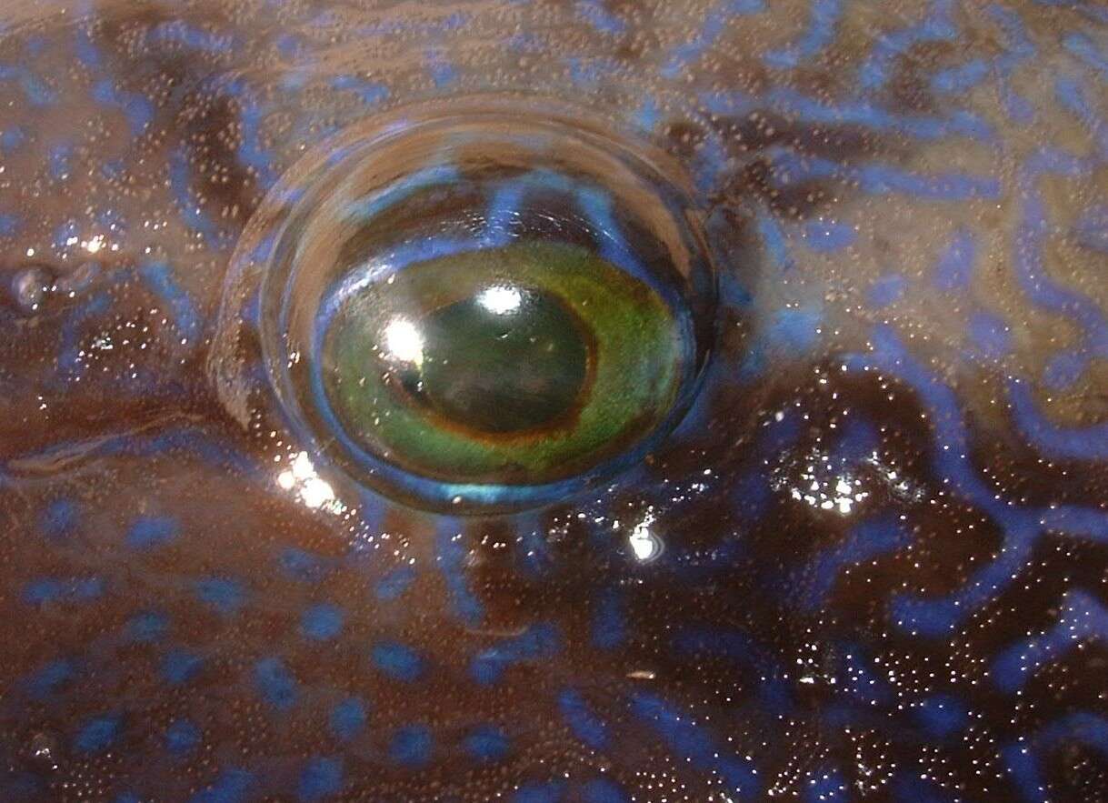 Image of Blunthead triggerfish