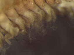 Image of Nephtys ferruginea Hartman 1940