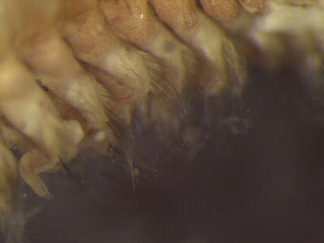 Image of Nephtys ferruginea Hartman 1940