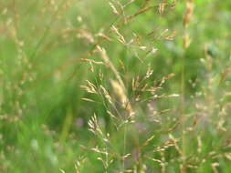 Image de Agrostis commun