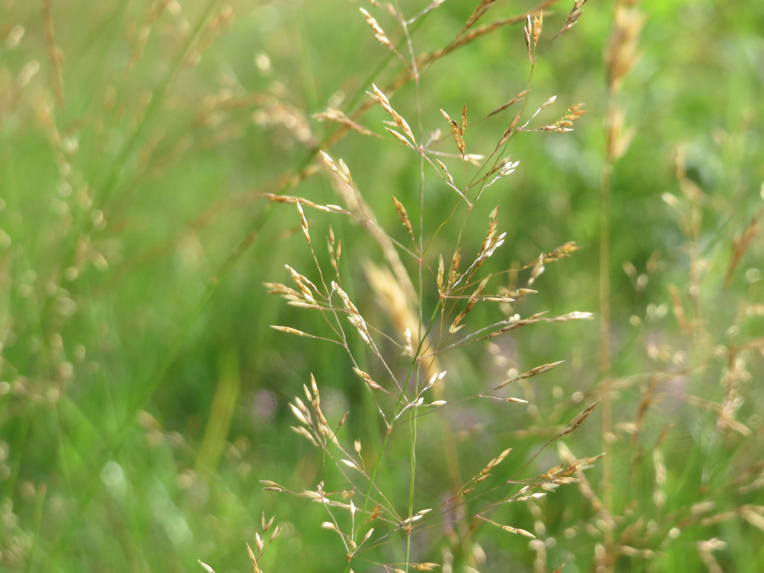 Image de Agrostis commun