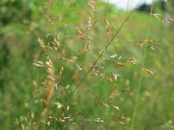 Image of Colonial bent(grass)