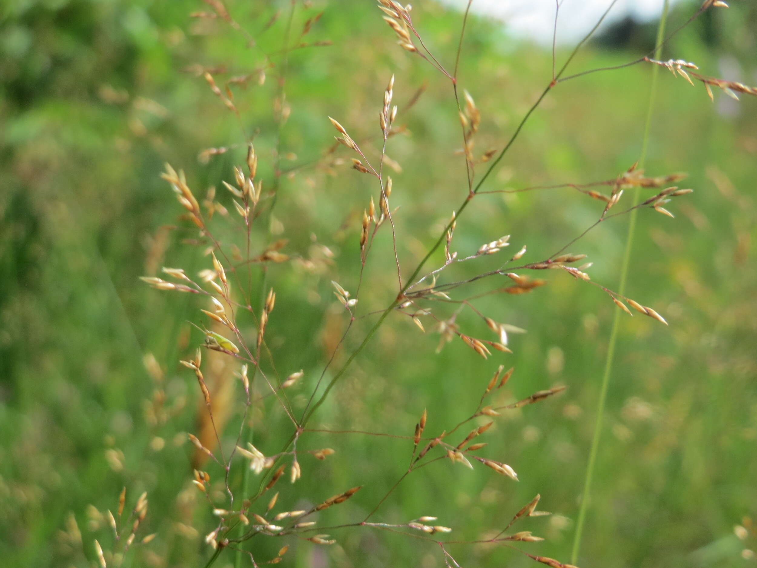 Image de Agrostis commun