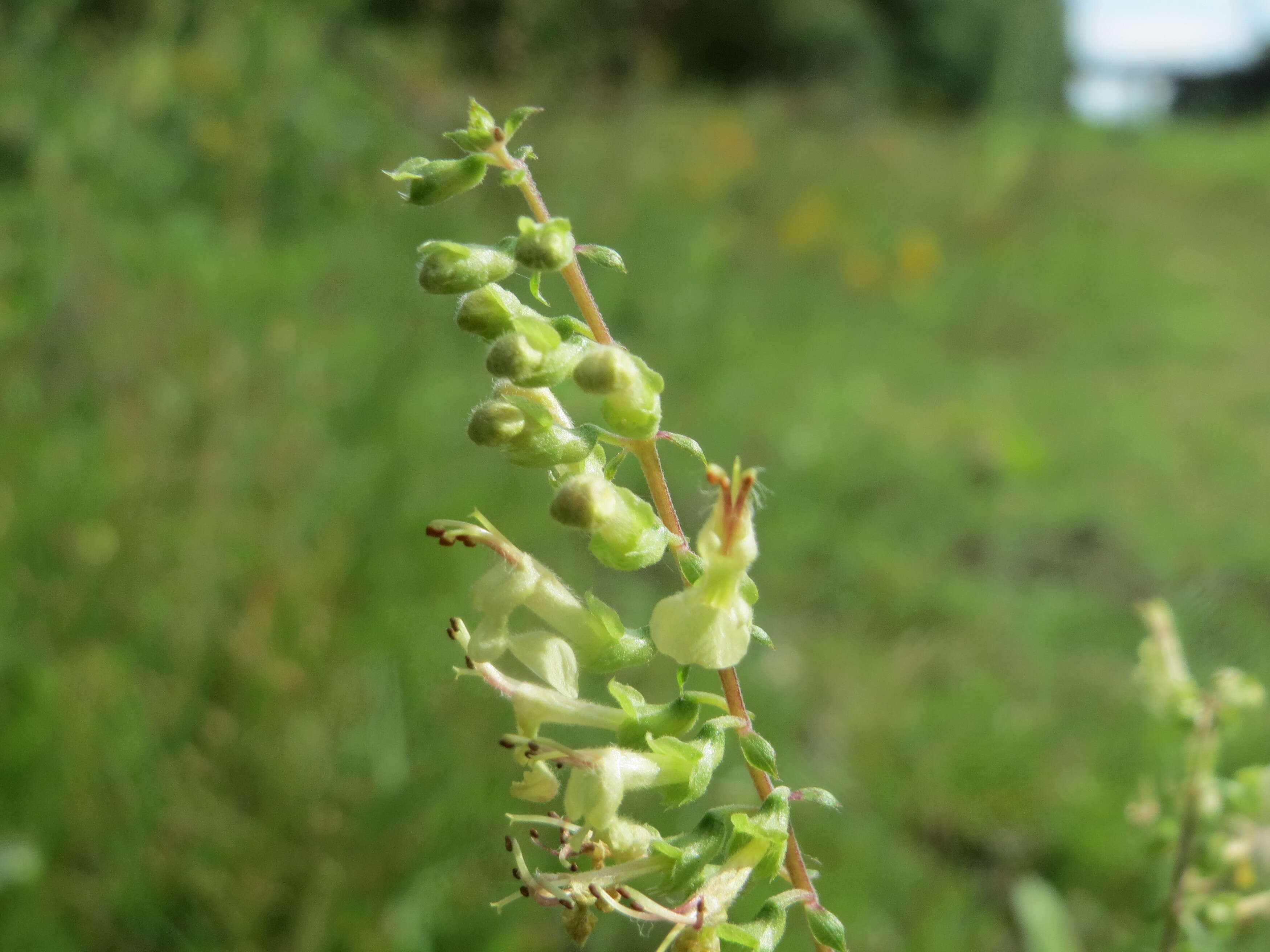 Слика од Teucrium scorodonia L.