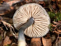 Image of Entocybe haastii (G. Stev.) Largent 2014