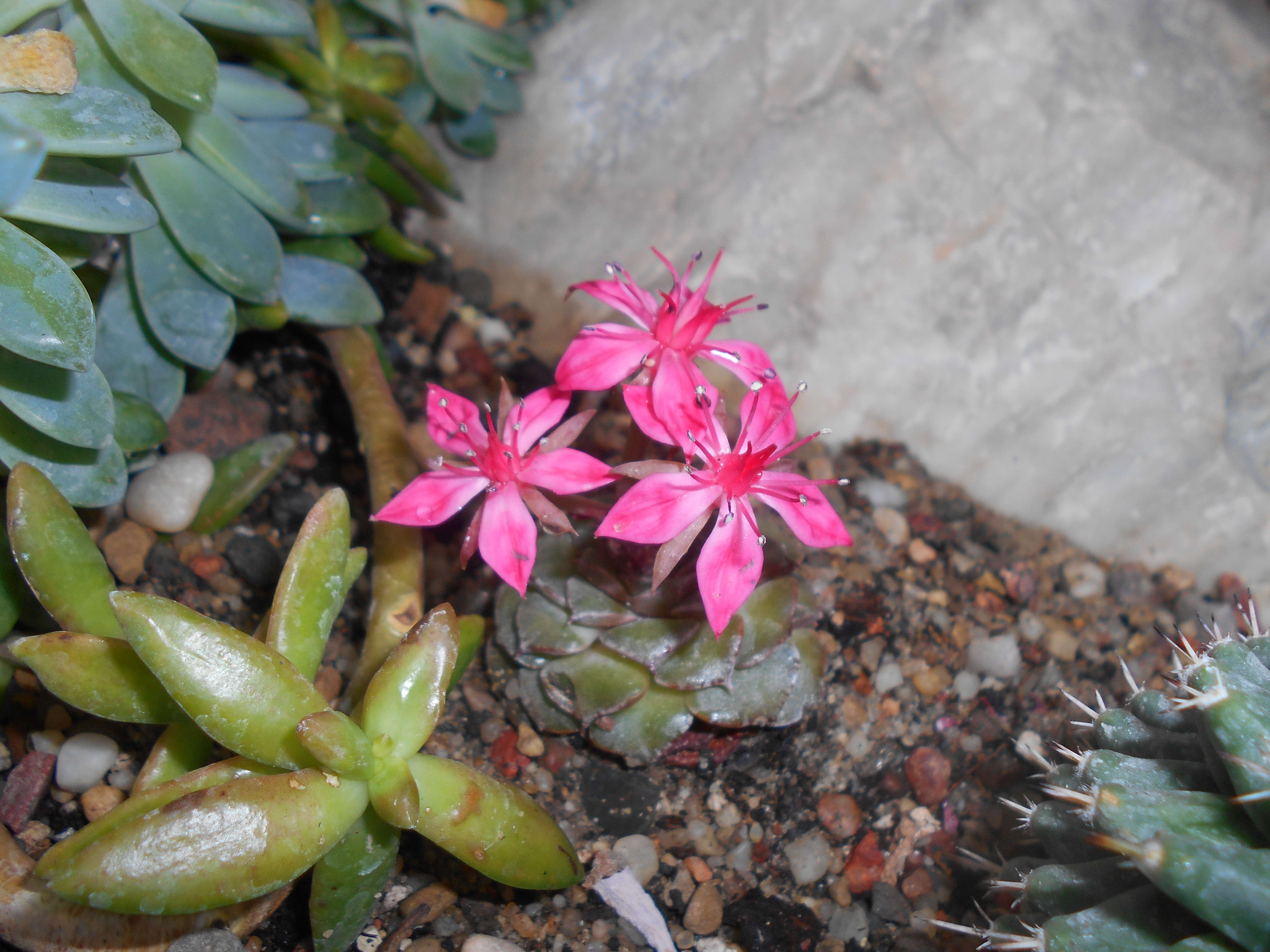 Image of Graptopetalum bellum (Moran & Meyran) D. R. Hunt