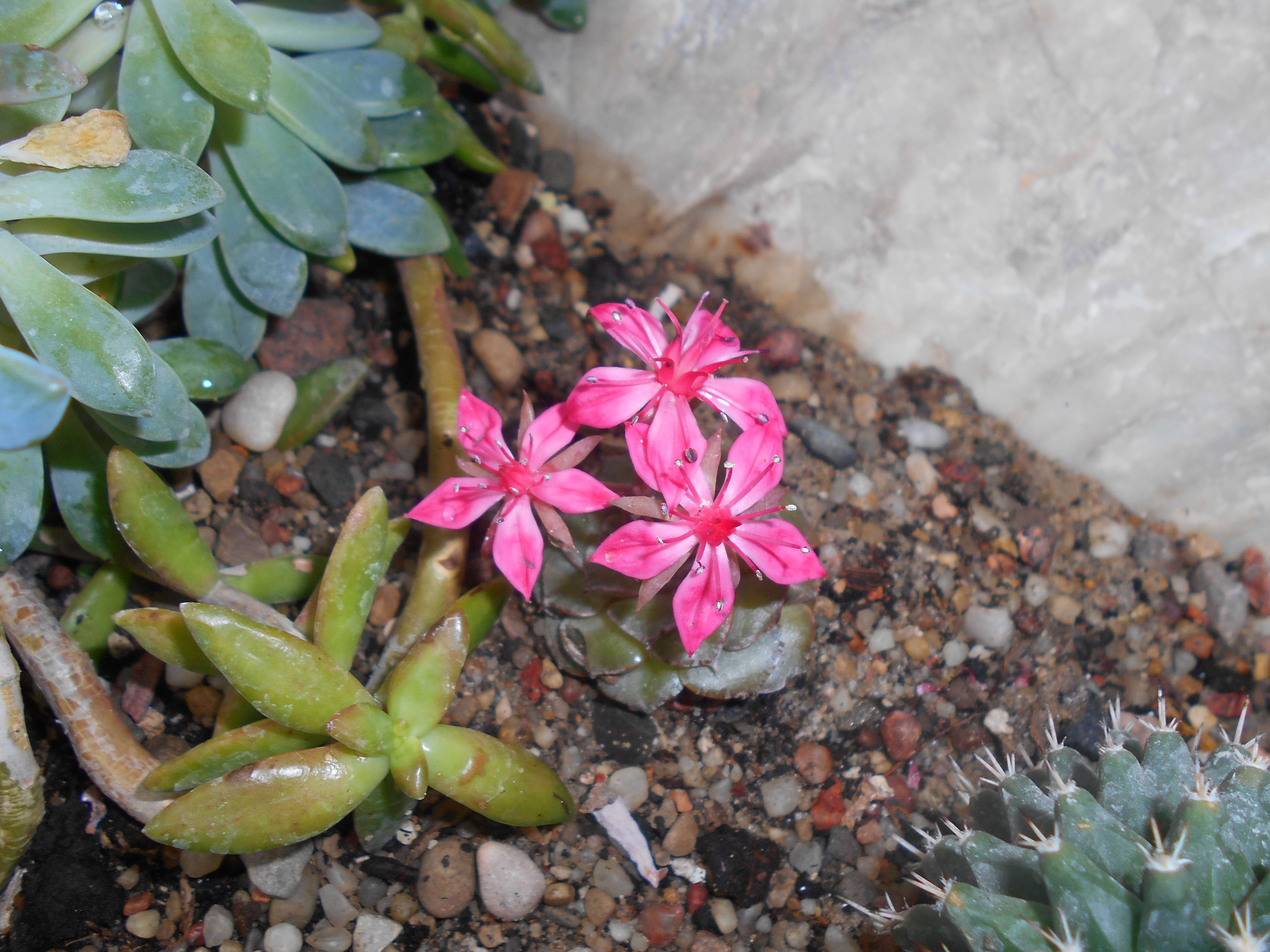 Image of Graptopetalum bellum (Moran & Meyran) D. R. Hunt