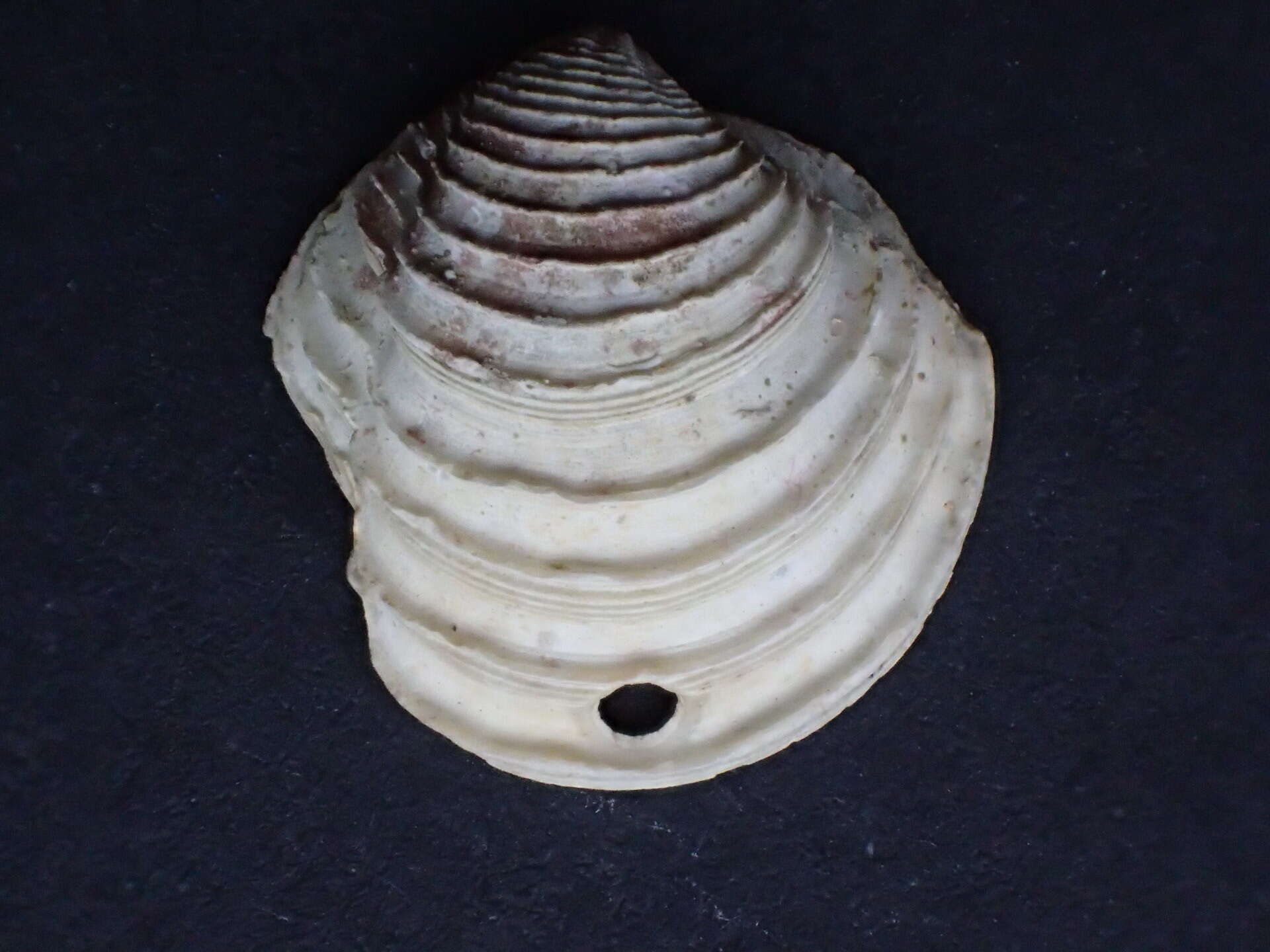 Image of Pleurolucina hendersoni (Britton 1972)