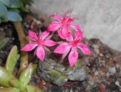 Image of Graptopetalum bellum (Moran & Meyran) D. R. Hunt