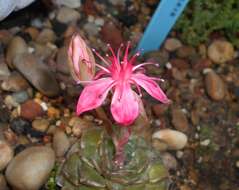 Image of Graptopetalum bellum (Moran & Meyran) D. R. Hunt