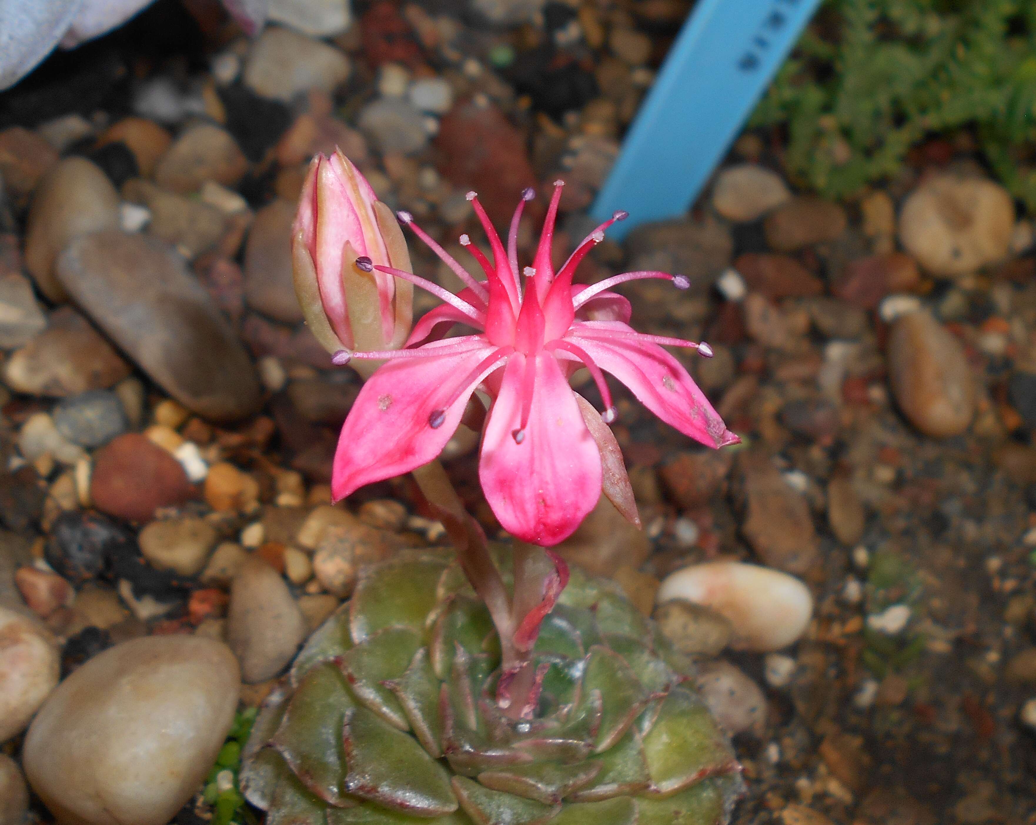 Image of Graptopetalum bellum (Moran & Meyran) D. R. Hunt