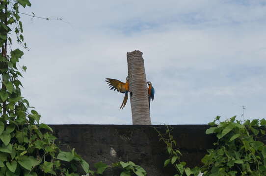 Image of Blue-and-yellow Macaw