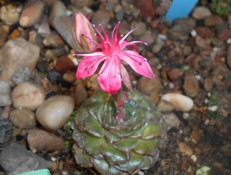 Image of Graptopetalum bellum (Moran & Meyran) D. R. Hunt