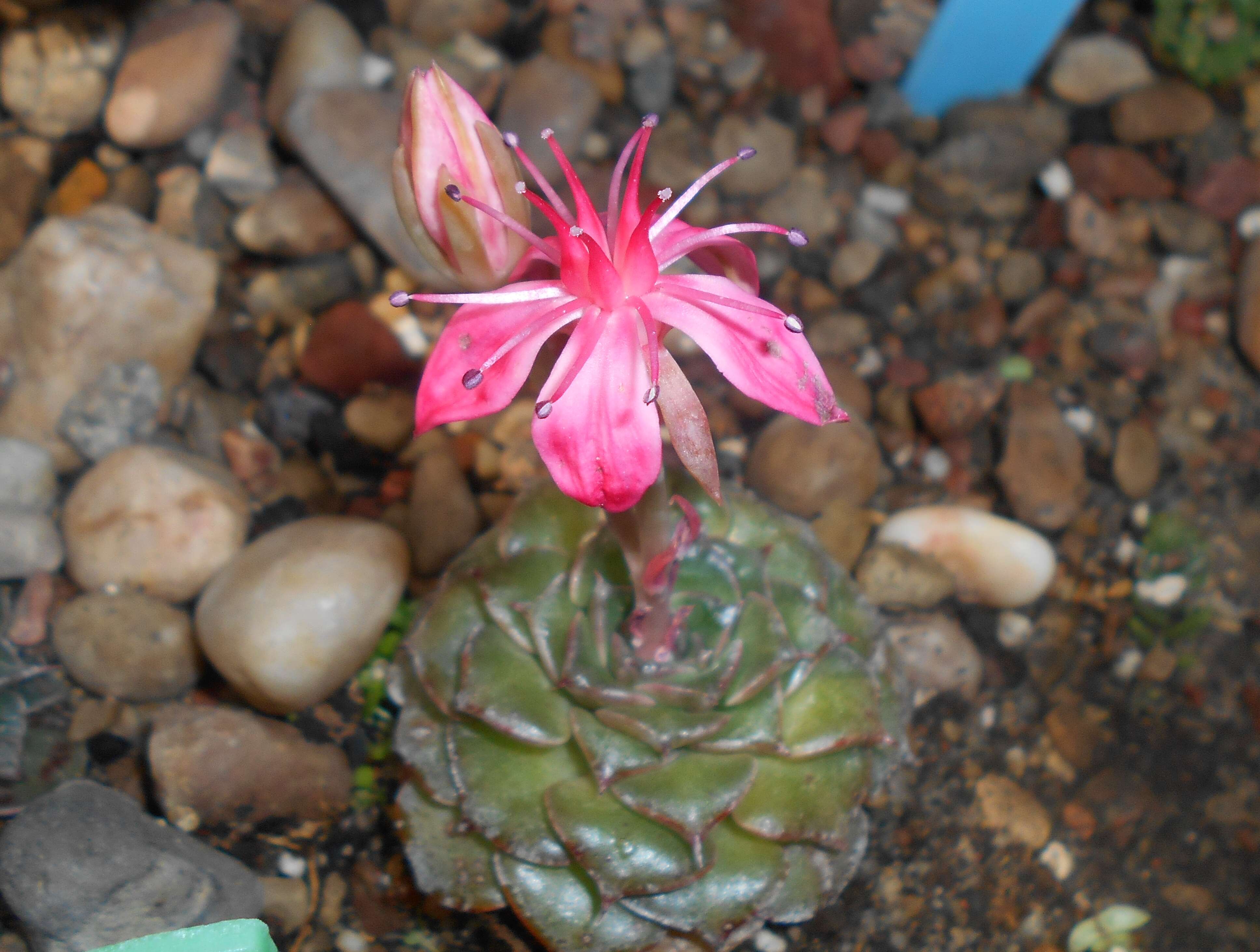 Image of Graptopetalum bellum (Moran & Meyran) D. R. Hunt