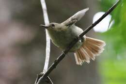 Image of Large-billed Scrubwren