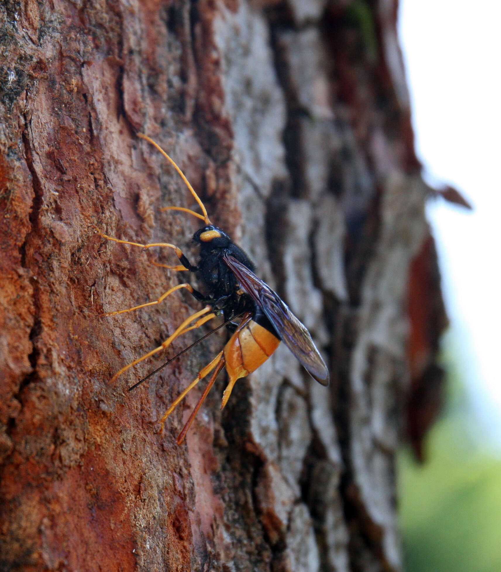 Imagem de Urocerus gigas