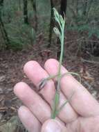 Calochilus gracillimus Rupp的圖片