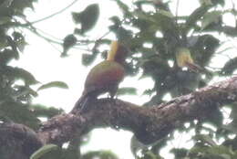 Image of Checker-throated Woodpecker